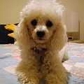 Pinocho One Year